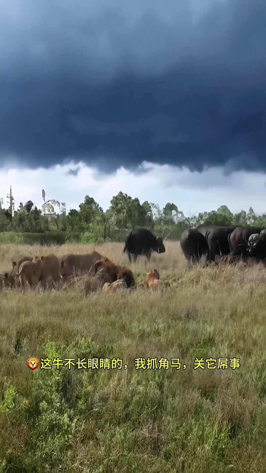 狮子活吃野牛图片