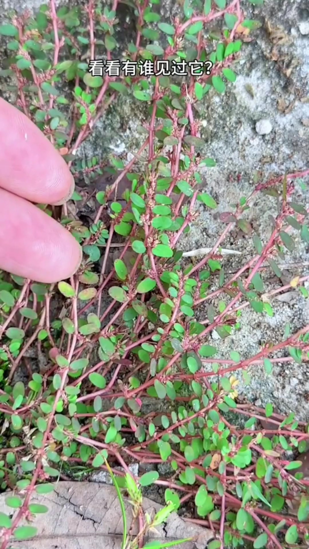 农村人采摘红丝草,别名地锦草,你了解这种植物吗?