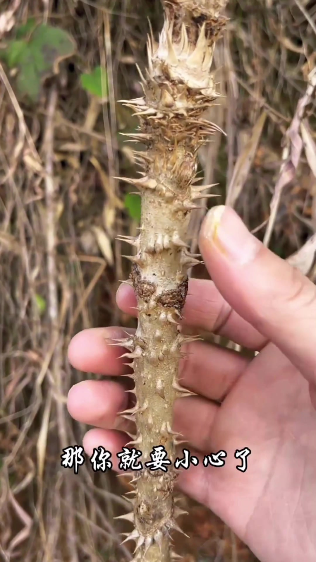 刺老芽,又称虎阳刺,楤木,它的嫩芽是优质野菜,你吃过吗