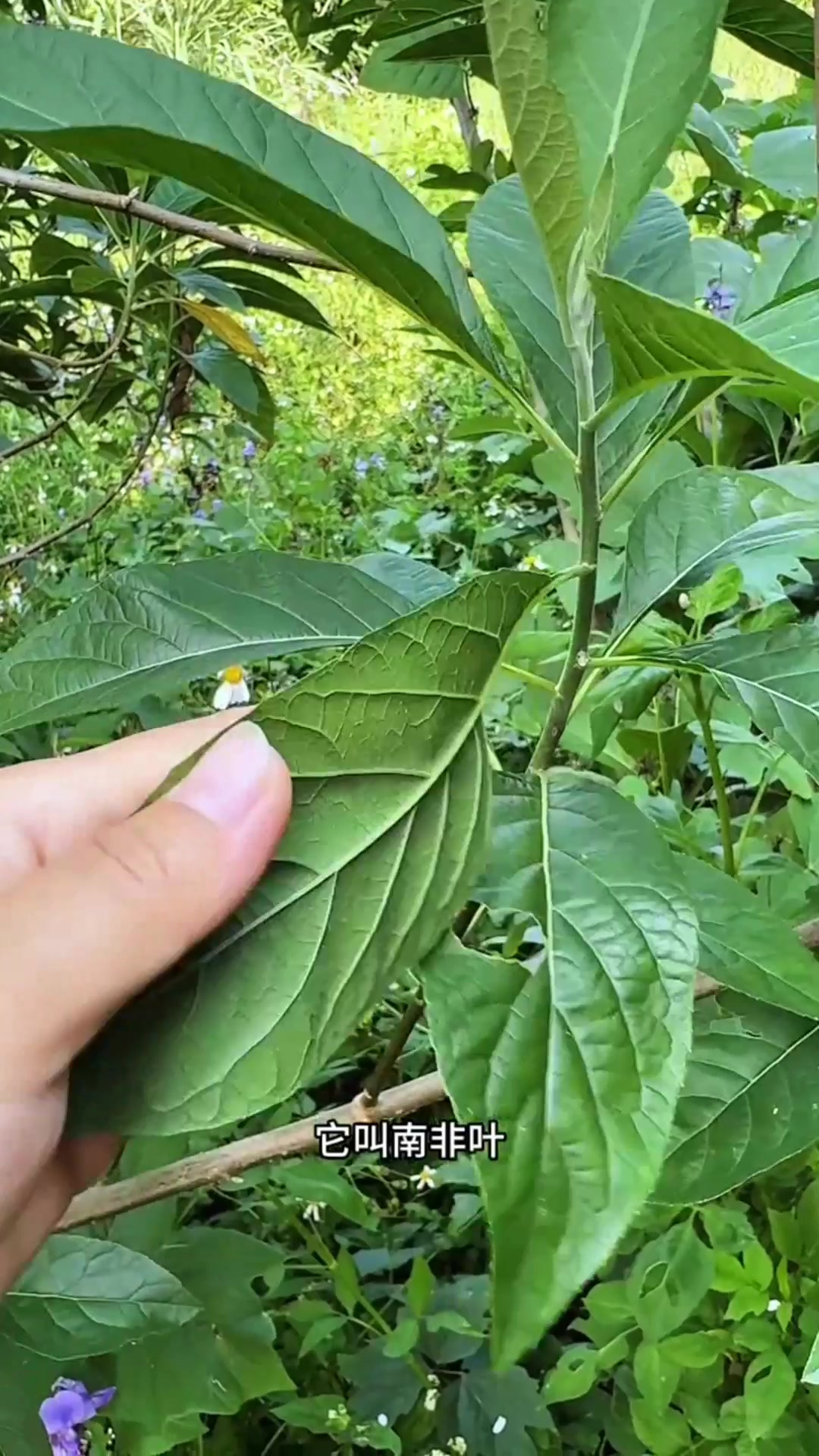 南非茶图片 功效图片