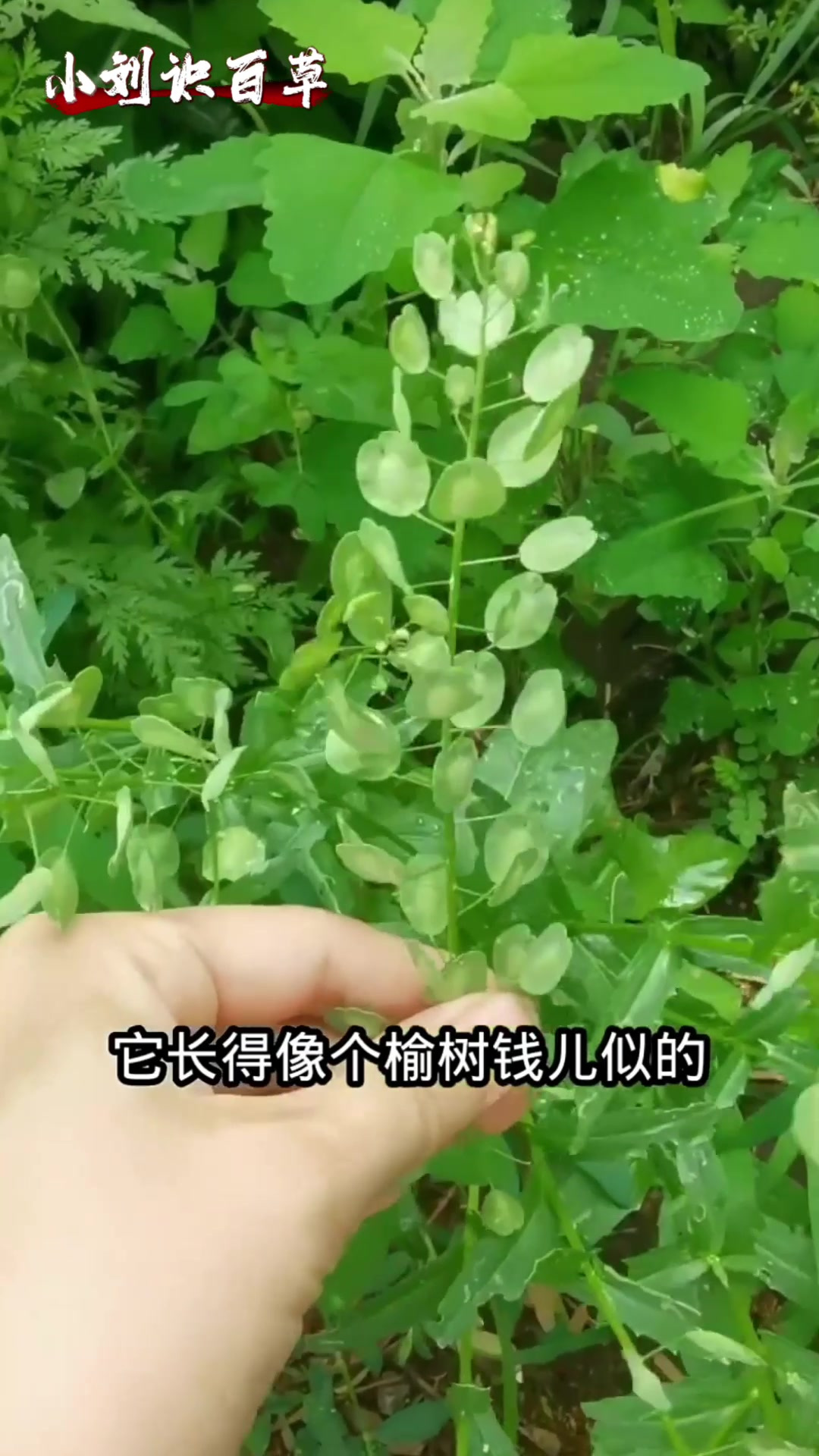 眼睛疼爱流泪菥蓂子记录百草