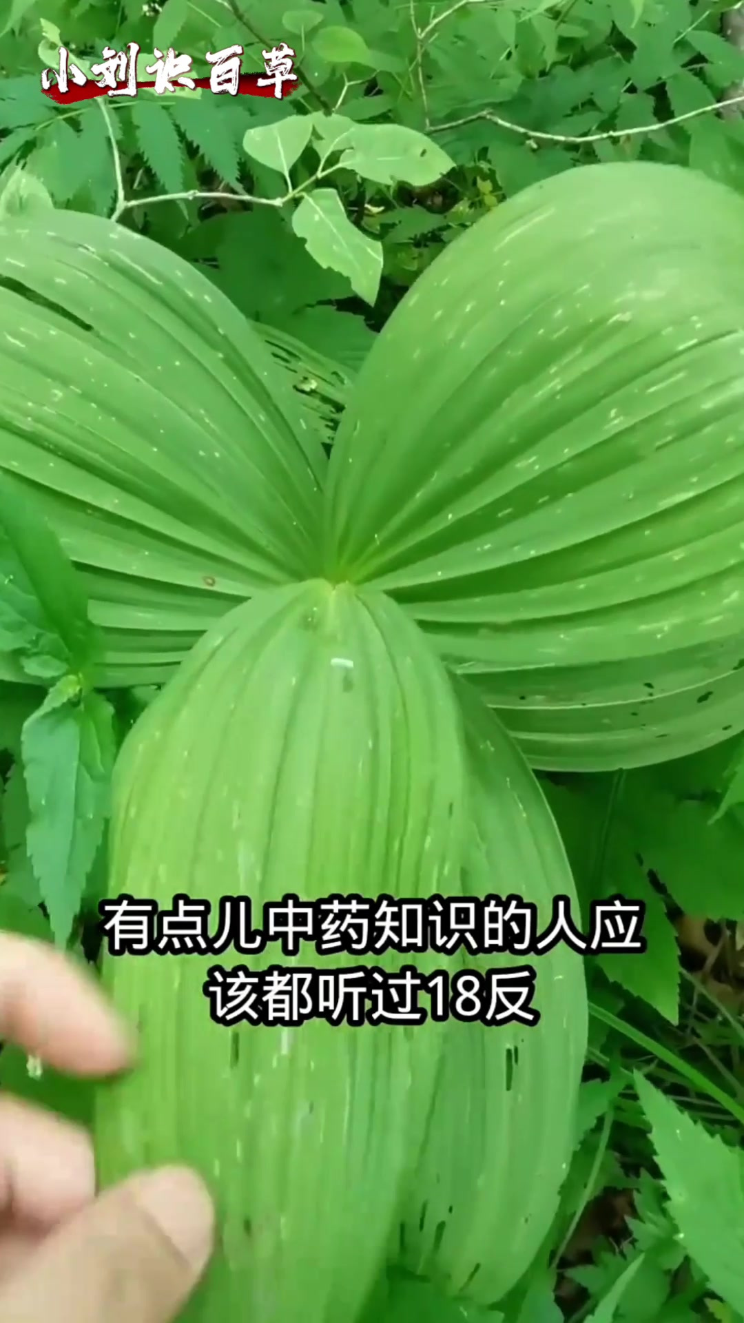 藜芦的别名功效图片