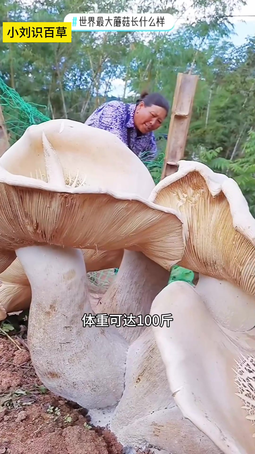 世界上最大的蘑菇