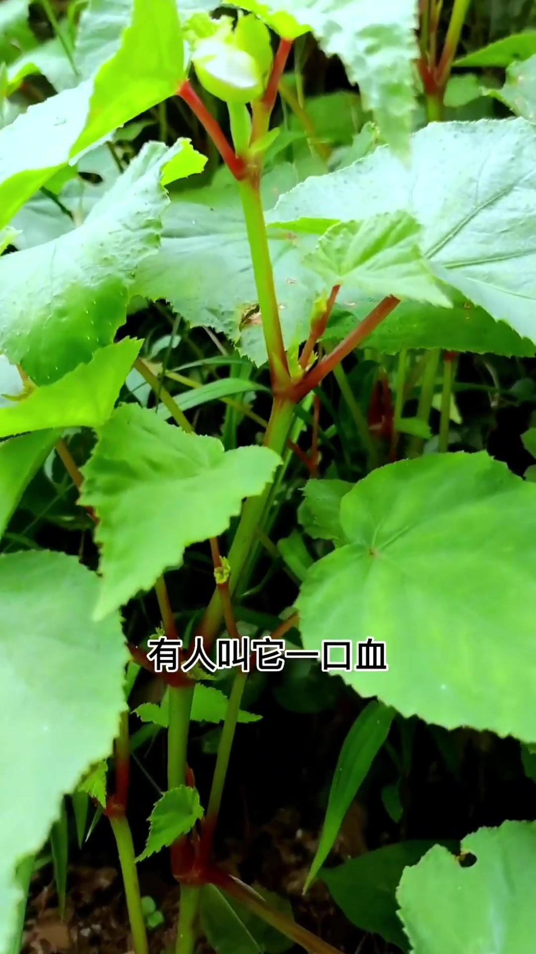 红白二丸,一口血,鸳鸯七,秋海棠别名真多……你家乡有吗?叫它什