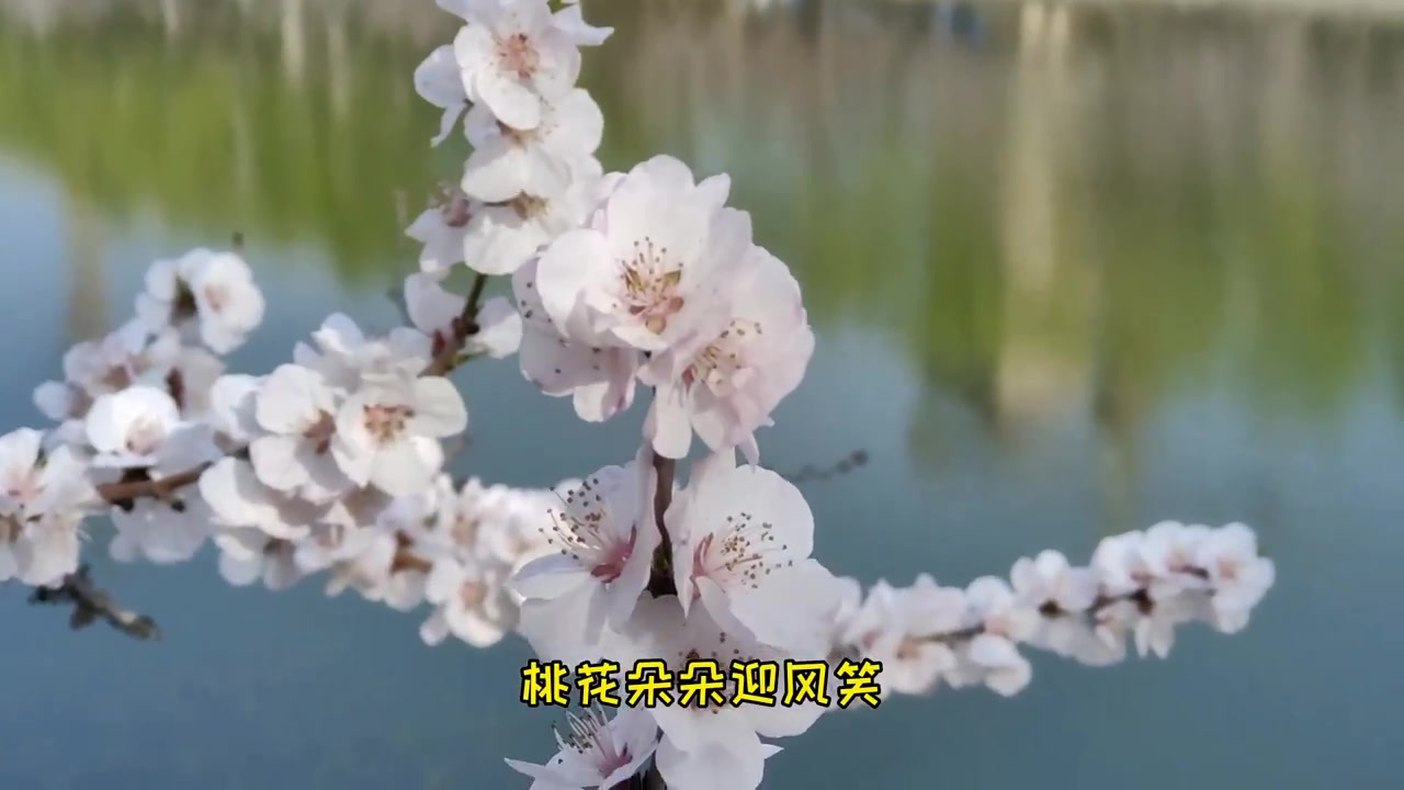 朵朵桃花咧嘴笑图片