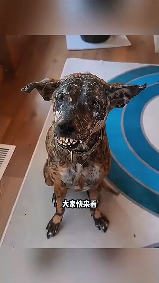 路上捡到狗犯法吗