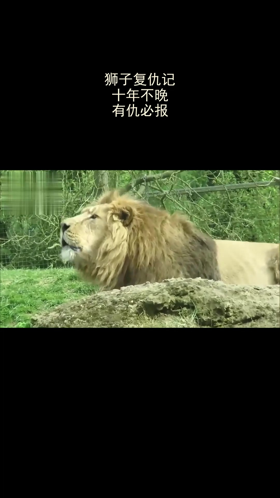 狮子复仇记:十年不晚,有仇必报!