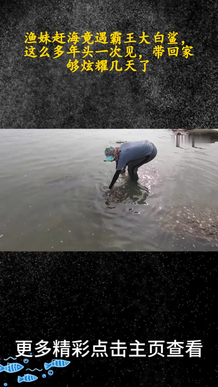 赶海遇到活的大白鲨图片