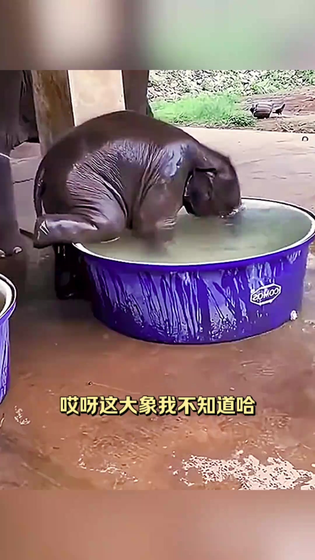 可爱大象洗澡瞬间,欢快溅水引发小象乐趣无限