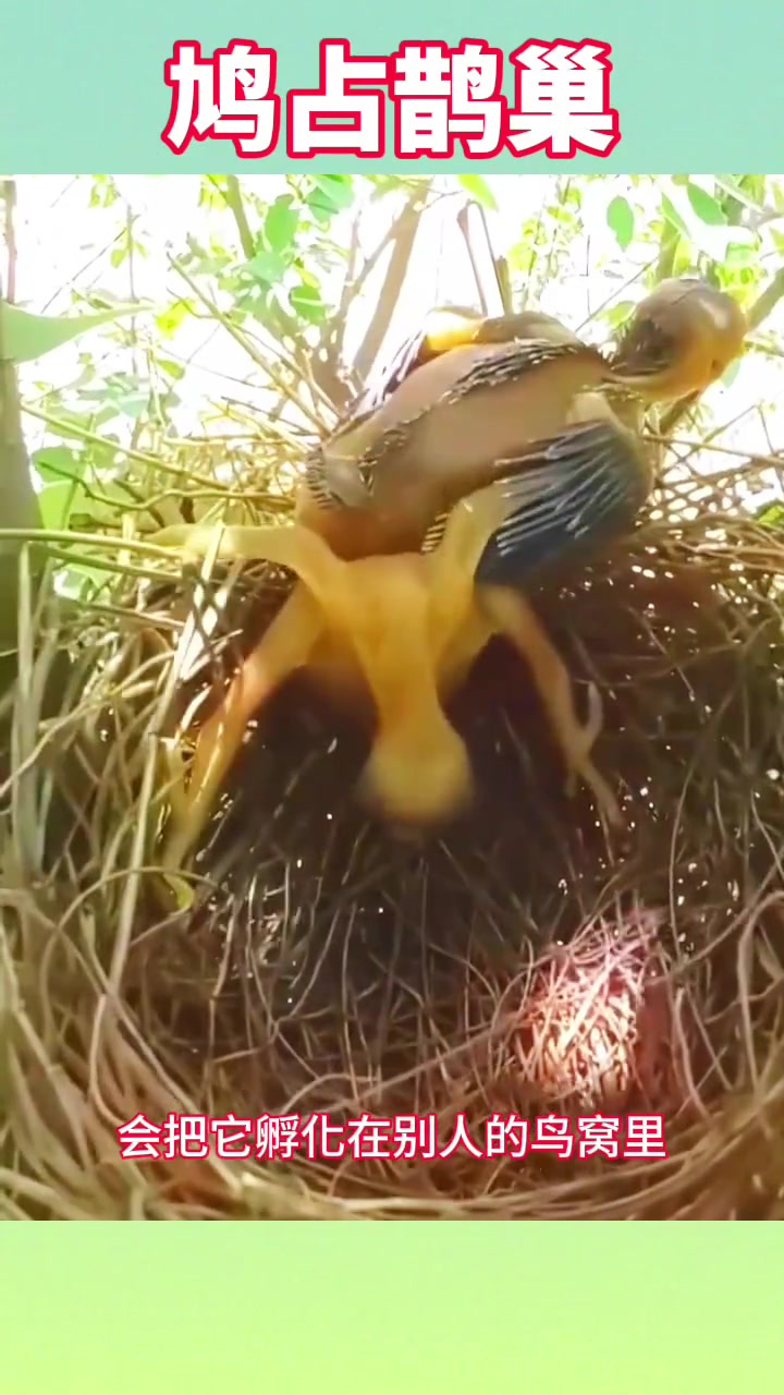 鸠占鹊巢,结局亮了