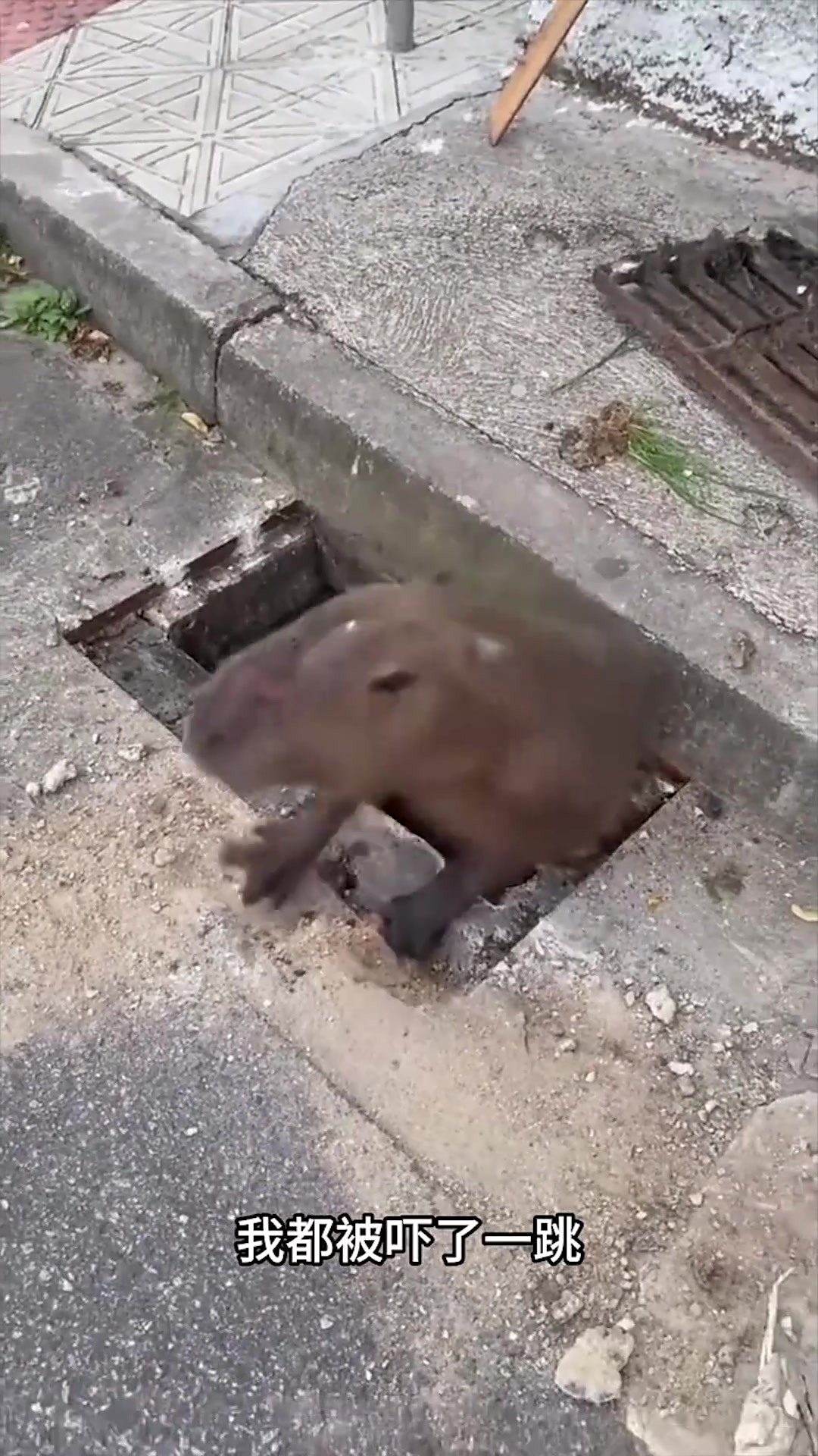 下水道惊现巨大老鼠,专业人员前来拍井盖收拾残局!