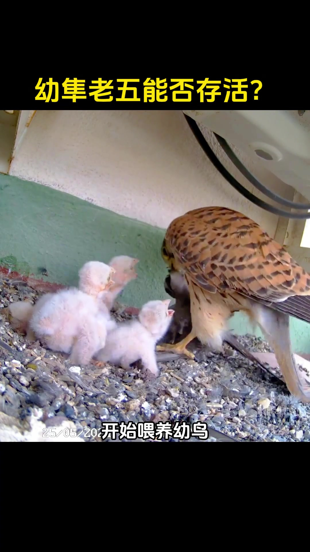 红隼妈妈太偏心,幼鸟老五没吃到一口食物