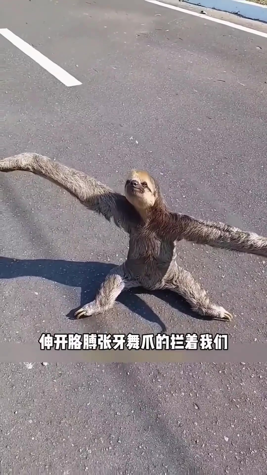 遇见树懒:与生灵共度悠闲时光的奇妙遭遇