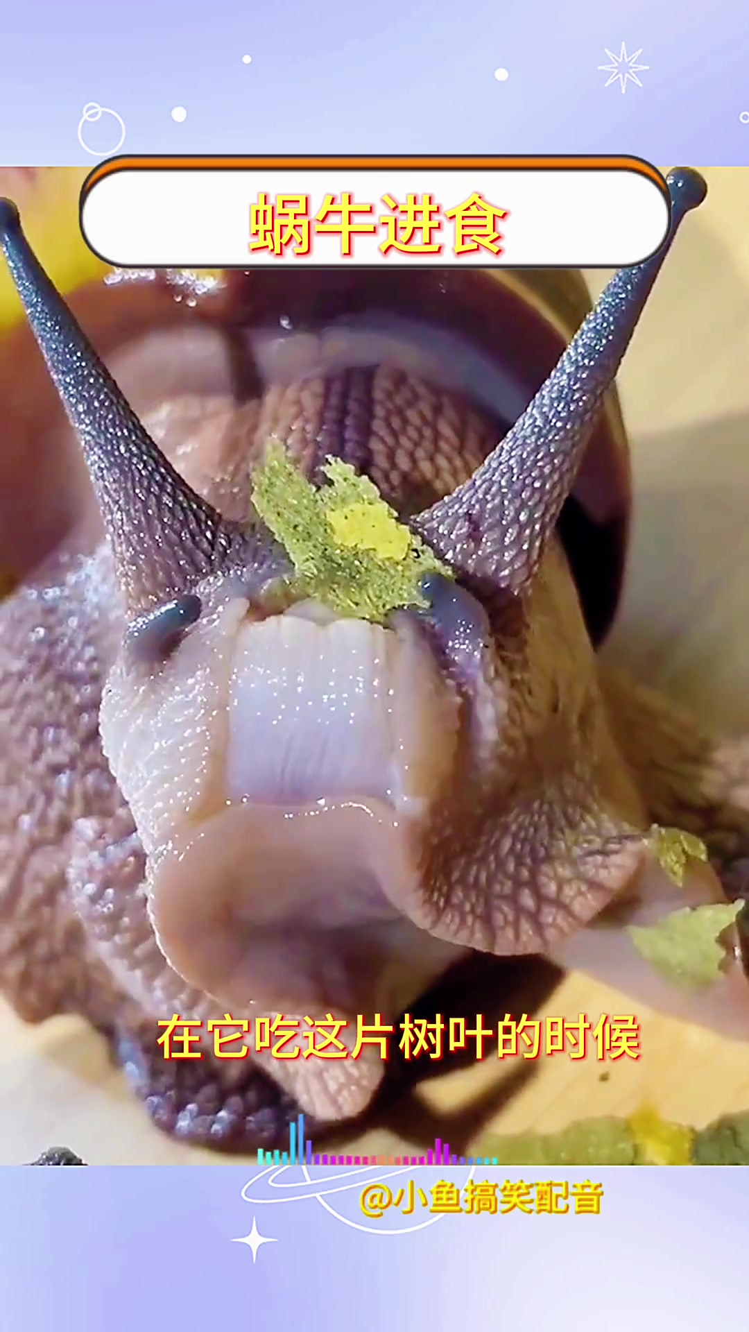 蜗牛咀嚼树叶:没有牙齿的奇妙进食过程