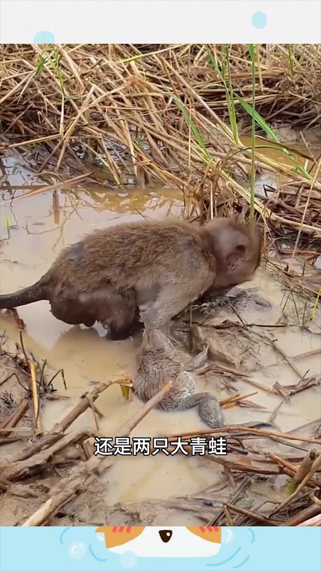 猴子被两只大青蛙咬住