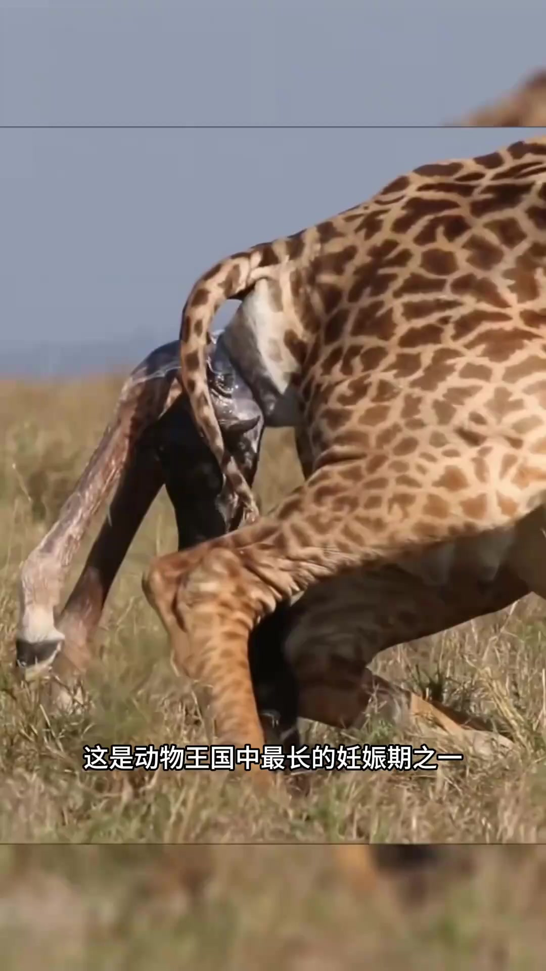 长颈鹿孕育与分娩:独特过程与生存本能揭秘