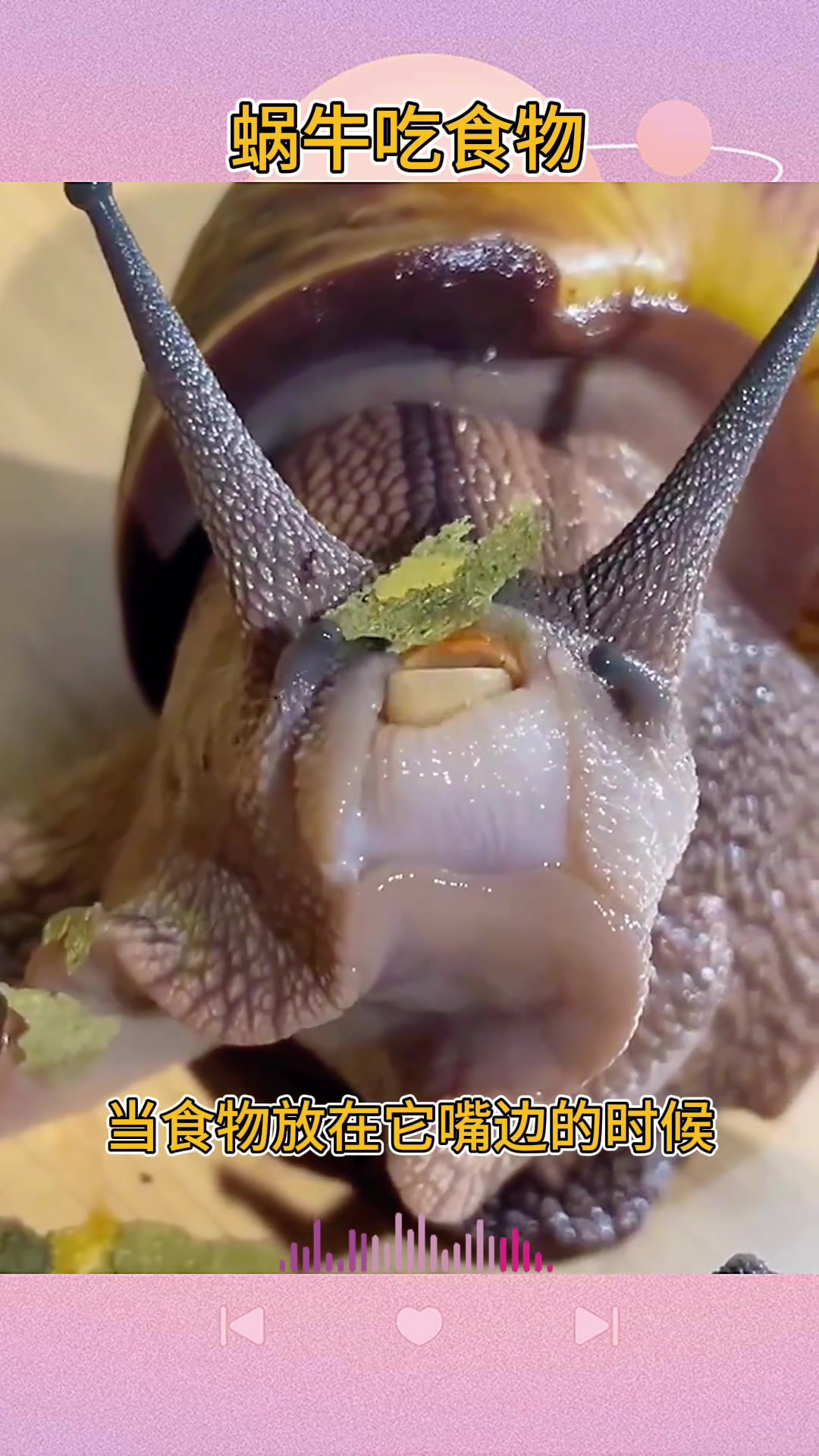 小蜗牛吃东西的滑稽方式,竟让我想起掉牙的二大爷