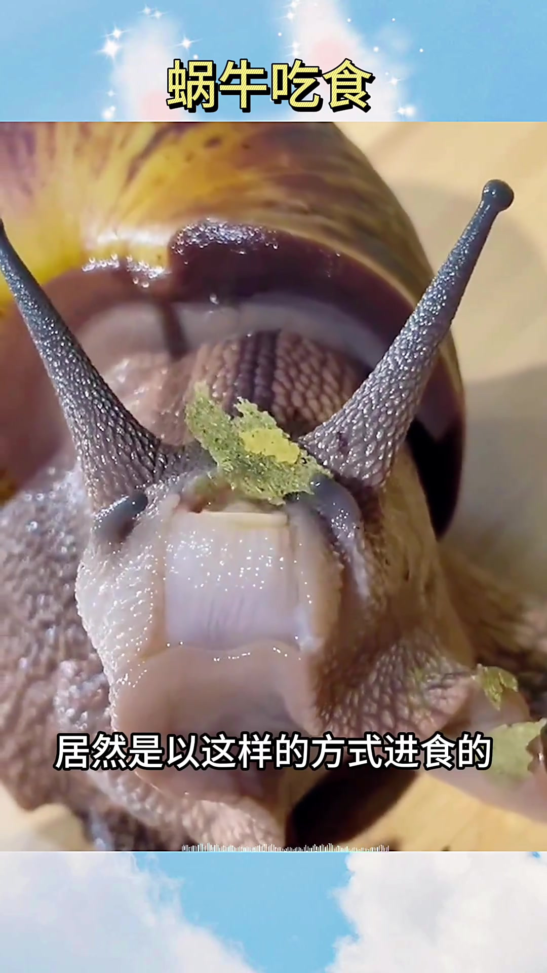 蜗牛吃食,居然是细嚼慢咽