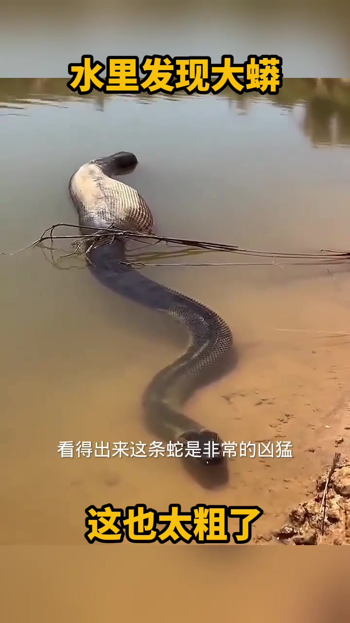 水里发现大蟒,这也太粗了!