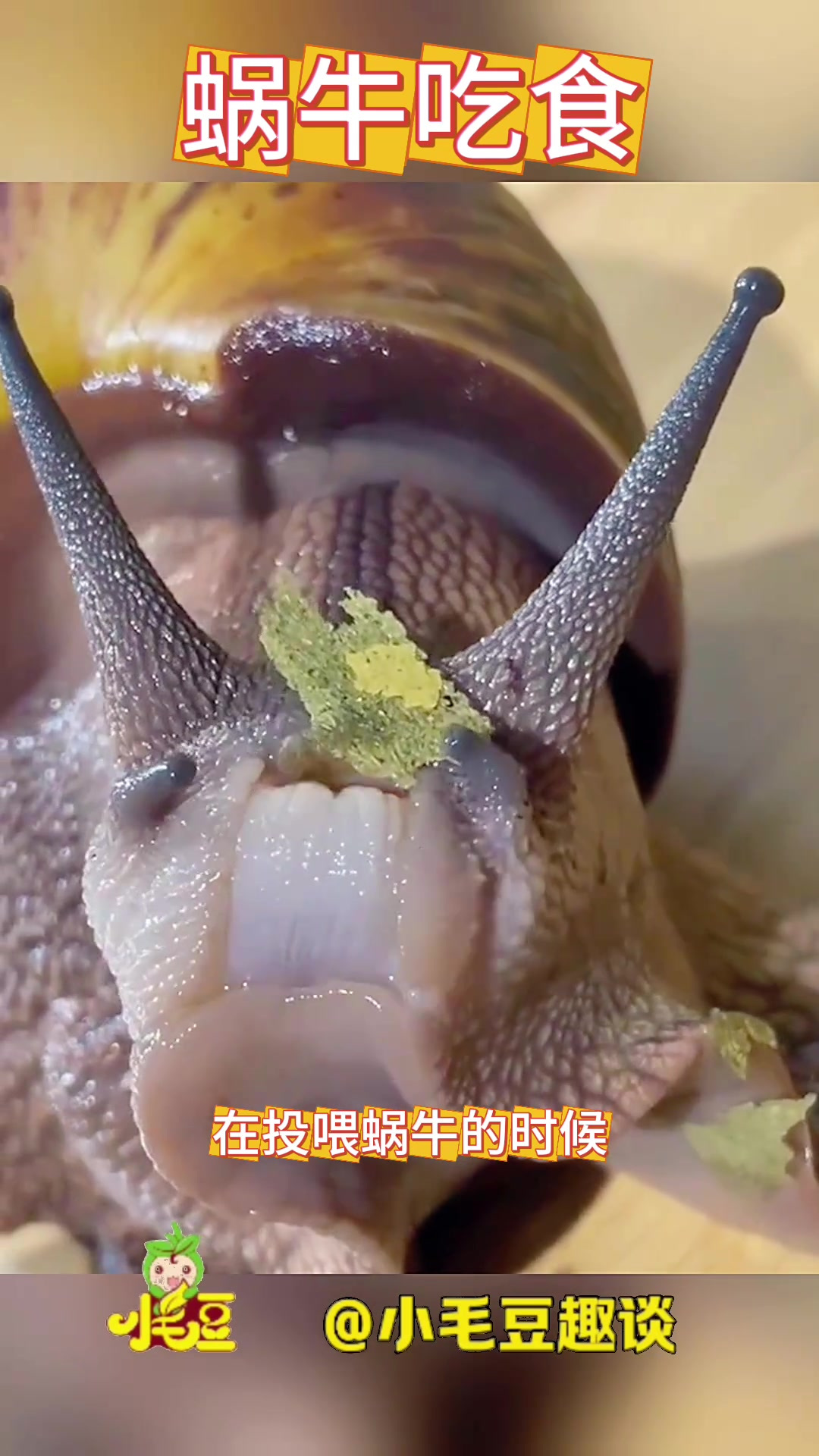 蜗牛吃食,就像没牙的老人一样