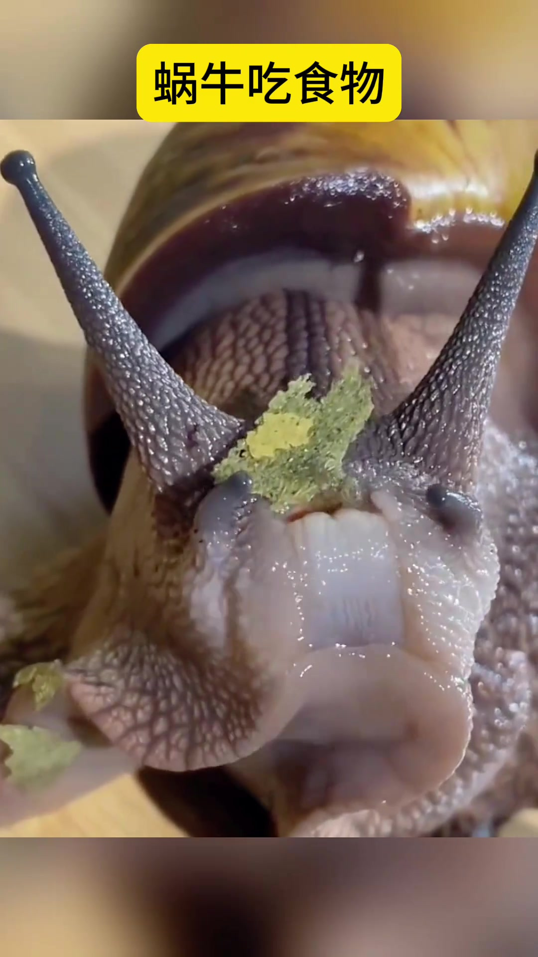 蜗牛进食树叶的搞笑时刻:宛如没牙老太太的慢吞吞姿态