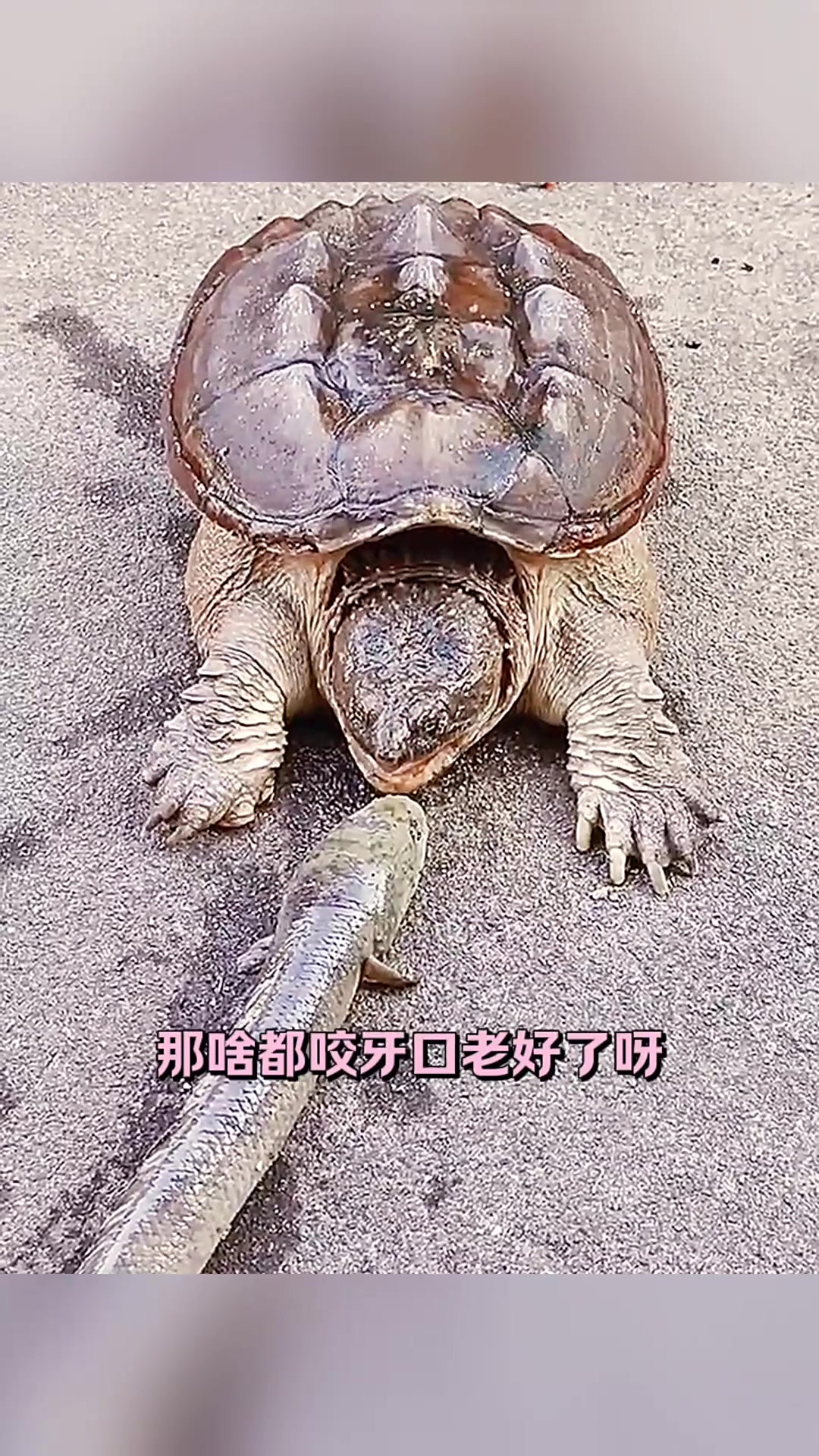 鳄龟吃鱼奇观:猛兽进食引发的惊叹与欢笑