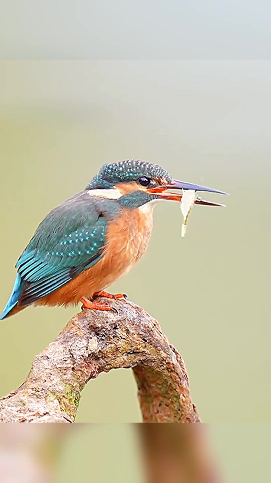 这个鸟居然会抓鱼