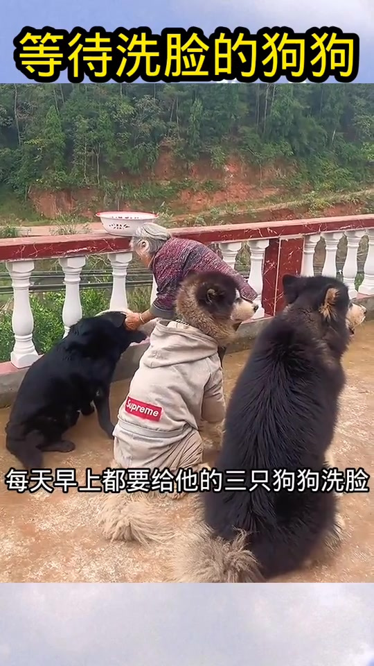 乖狗狗用主人尿给你洗洗脸