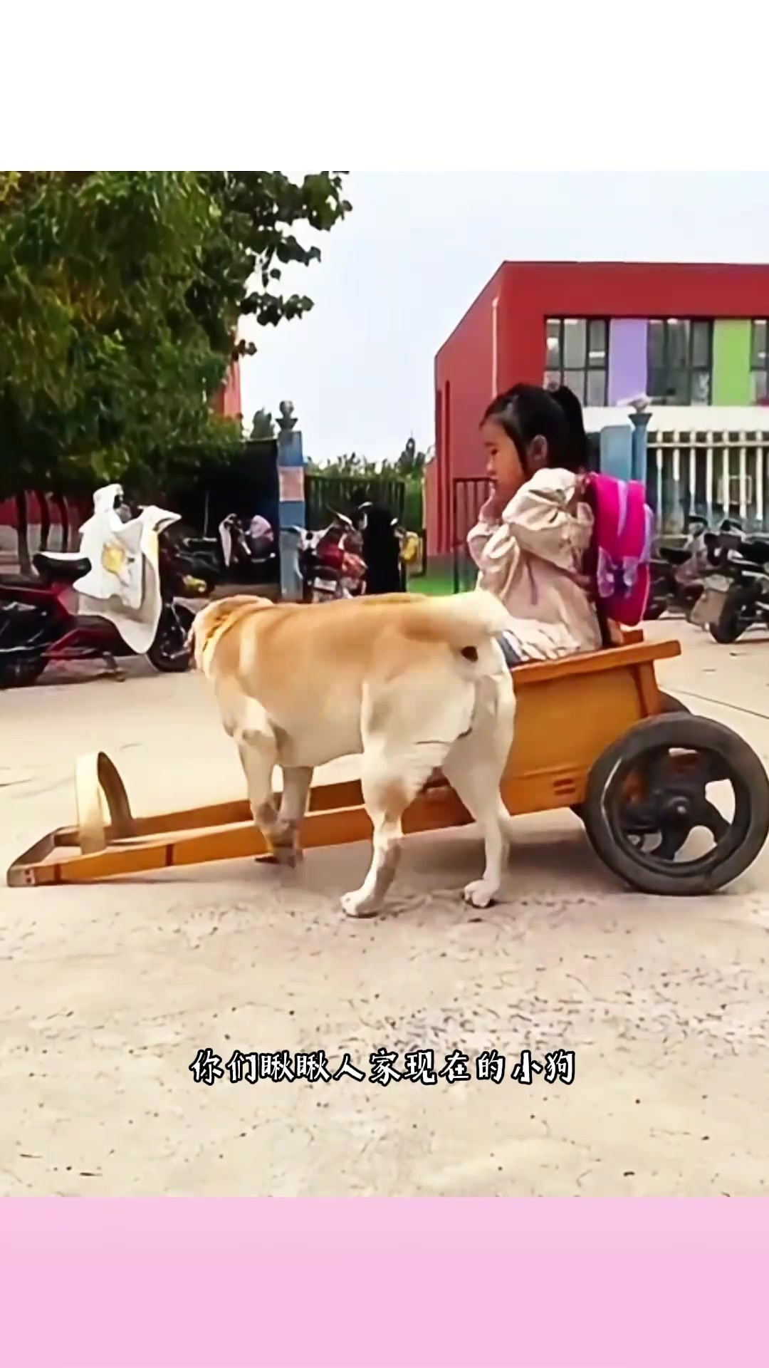 小狗拉马车,看着好快乐!