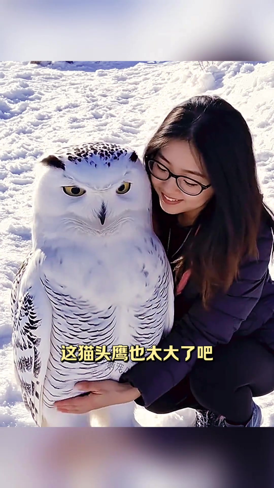 老妹儿的巨大猫头鹰,究竟是养宠物还是成精了?