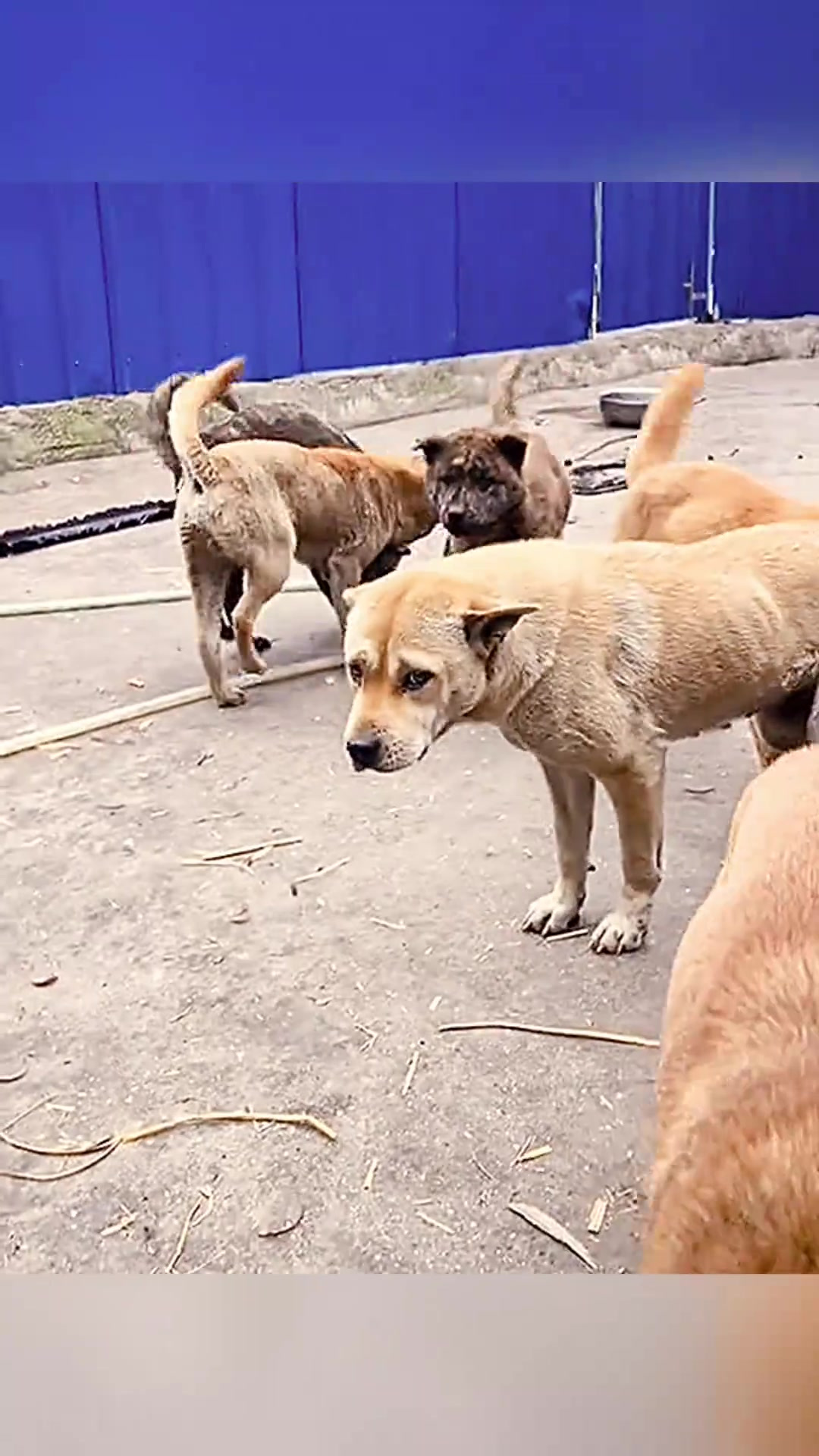 二狗子还会蹦迪呢