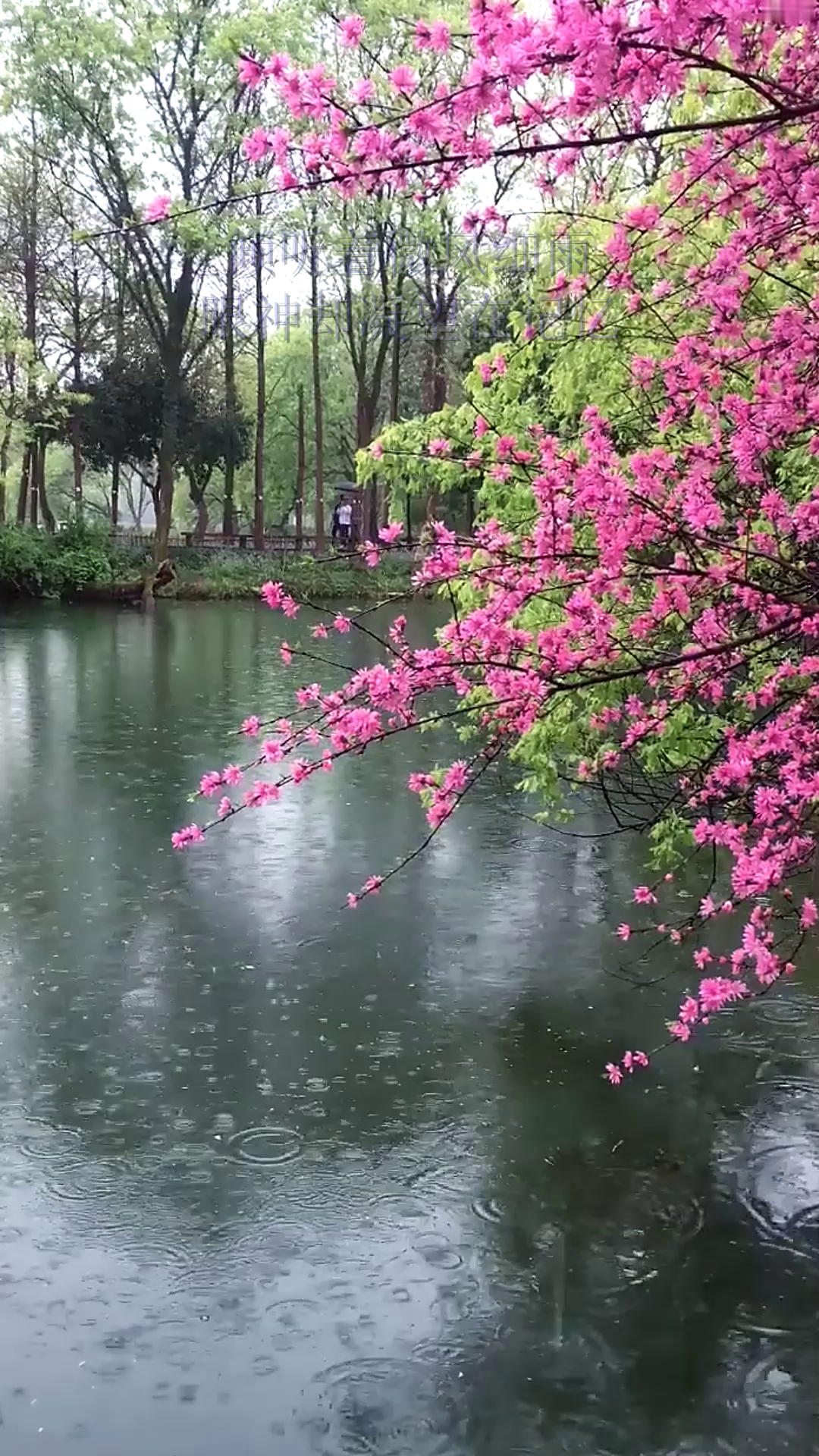 倾听着微风细雨,眼神却凝望在记忆