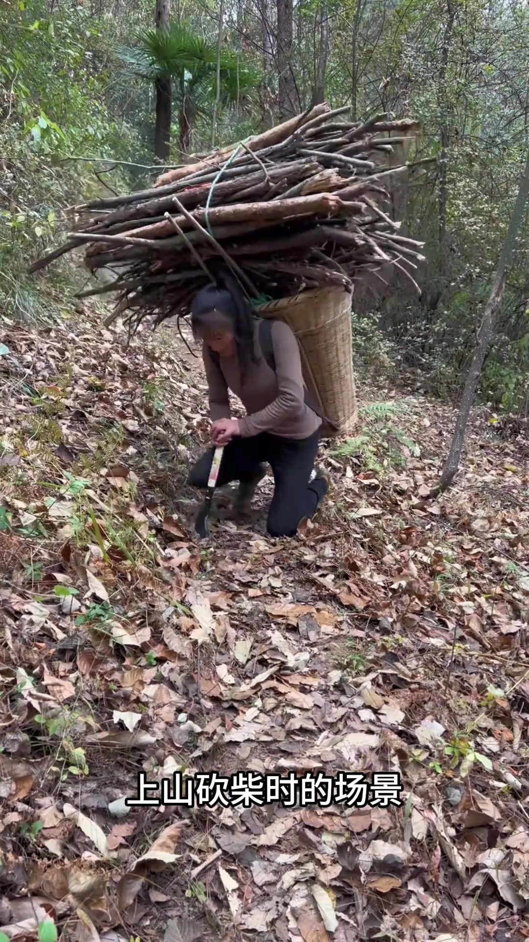 女儿和爸爸一起上山砍柴