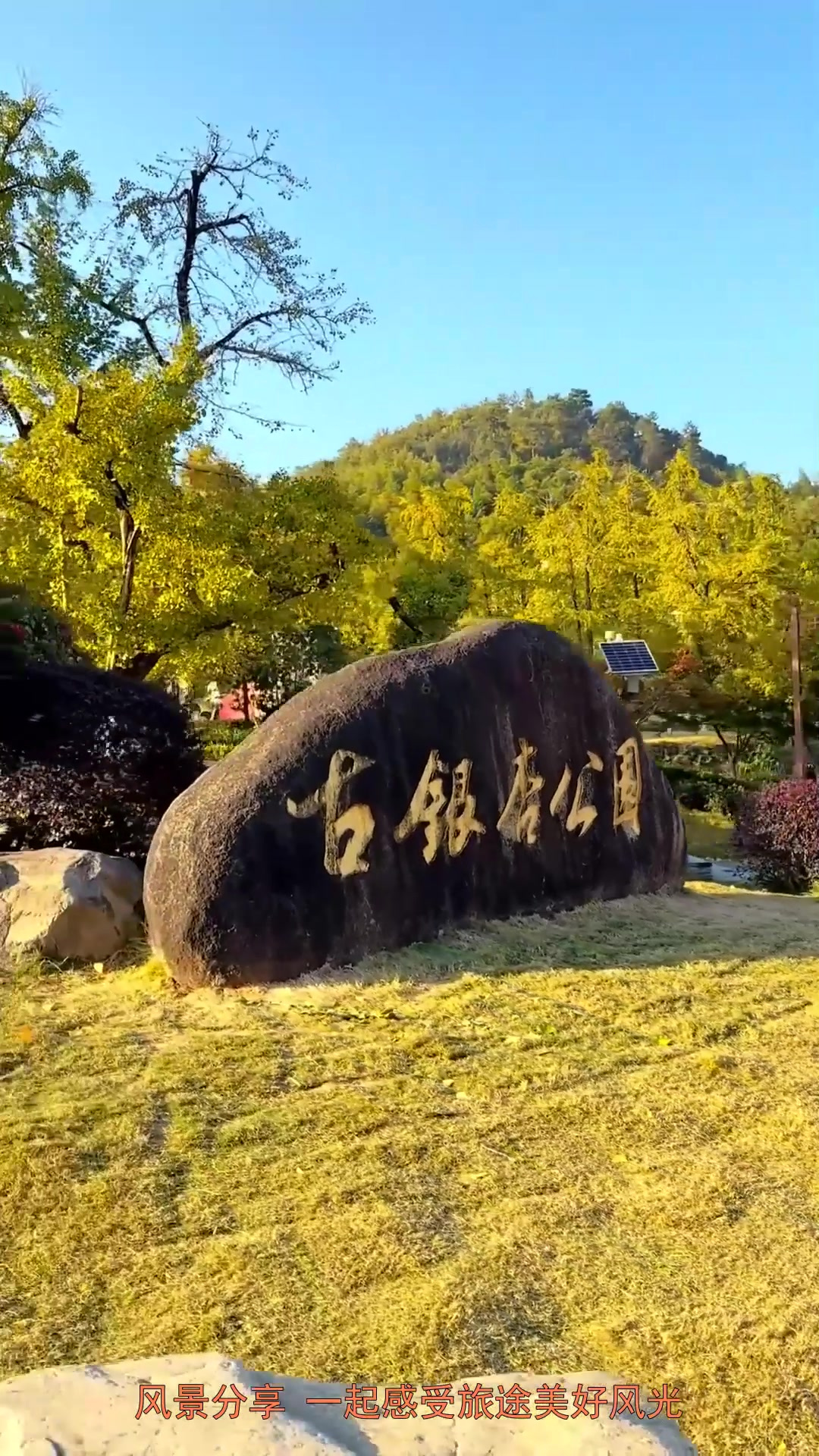 旅行推荐,落叶知深秋,又是一年银杏黄,长兴十里银杏长廊的银