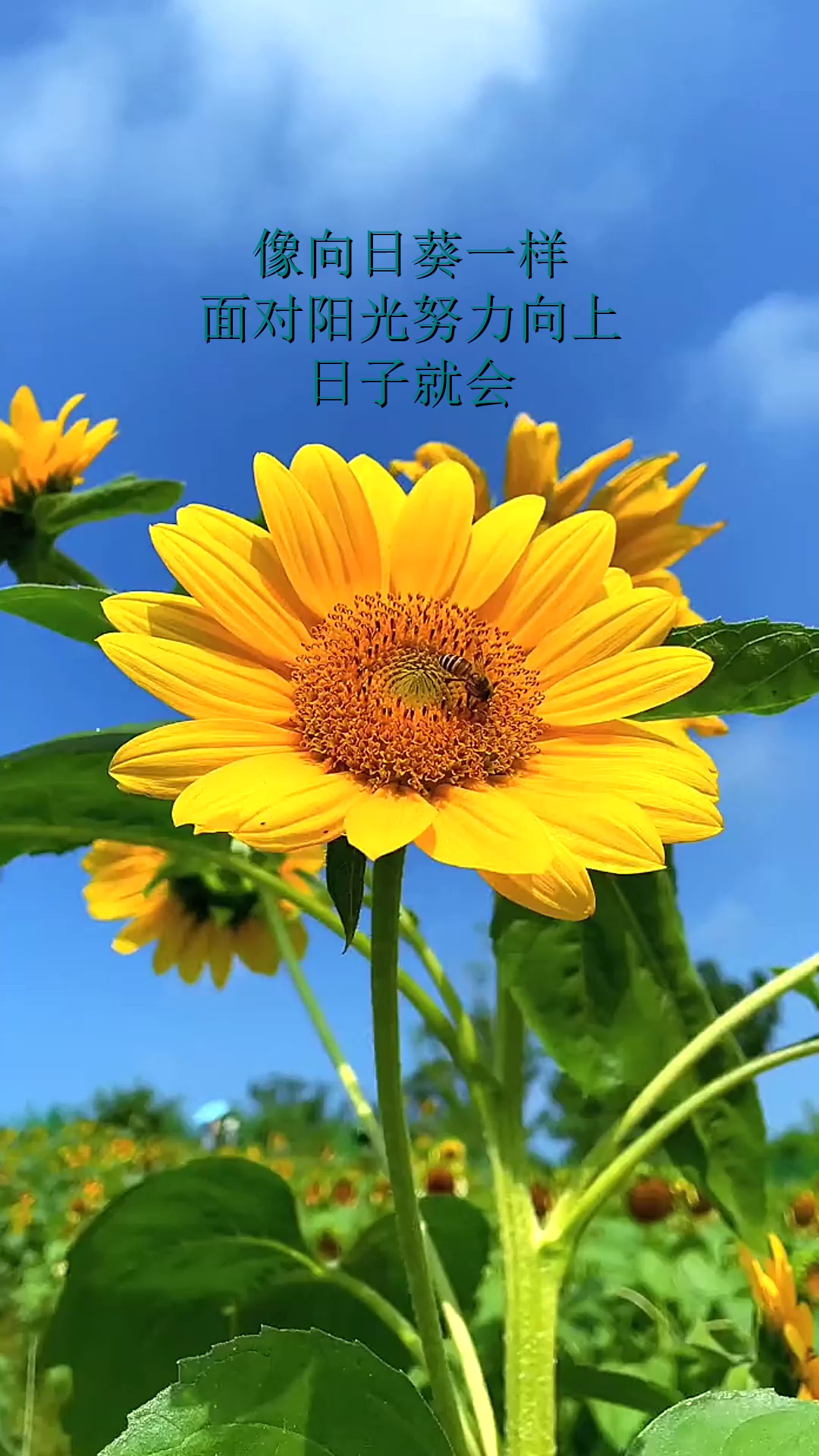 像向日葵一样,面对阳光努力向上,日子就会