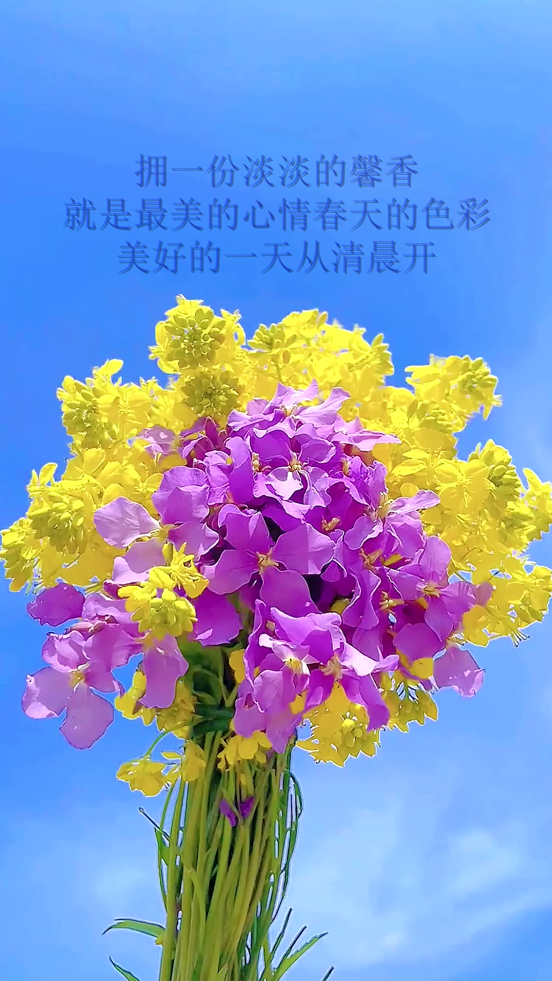 拥一份淡淡的馨香,就是最美的心情春天的色彩美好的一天从清晨开