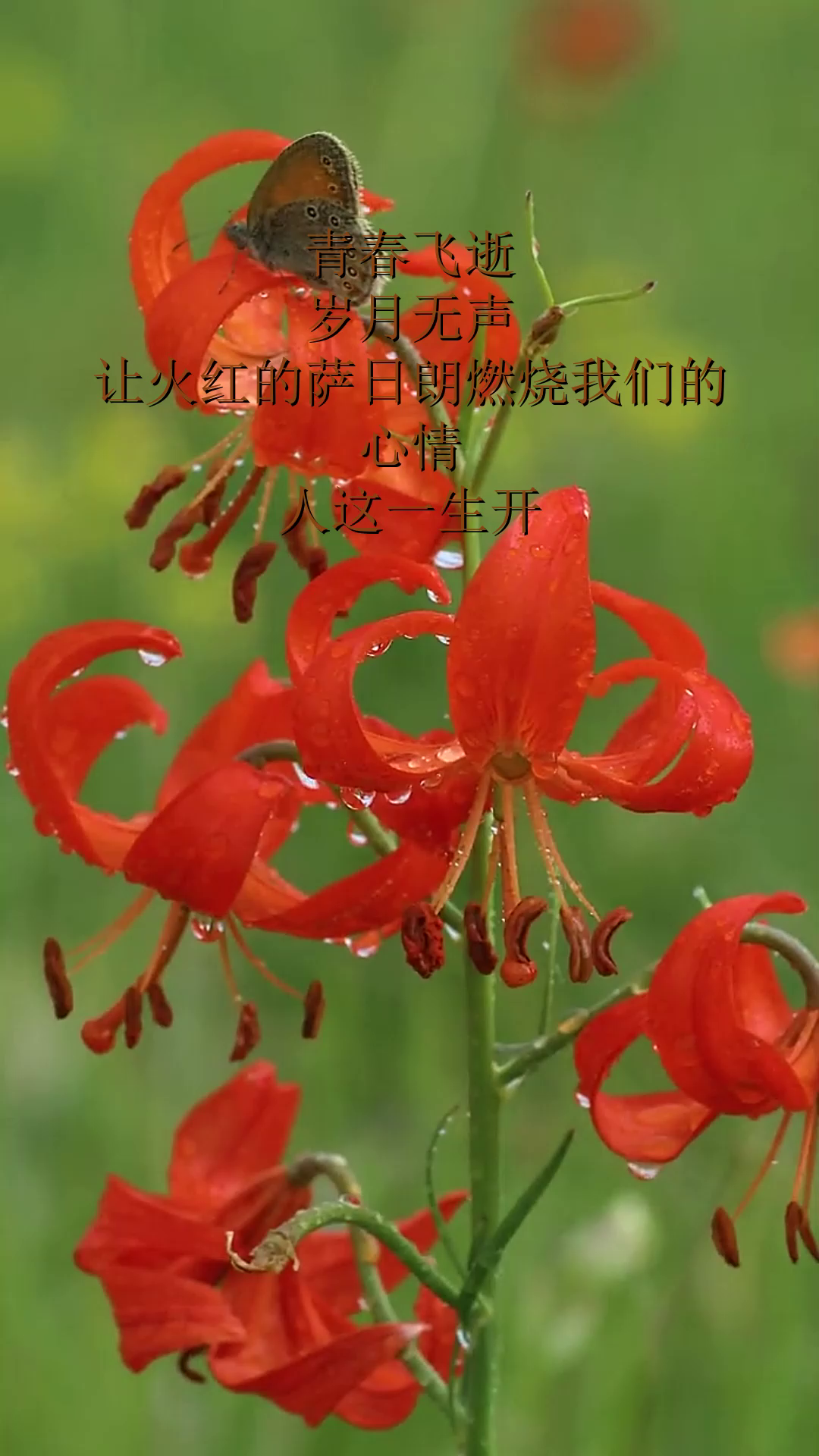 青春飞逝,岁月无声,让火红的萨日朗燃烧我们的心情,人这一生开