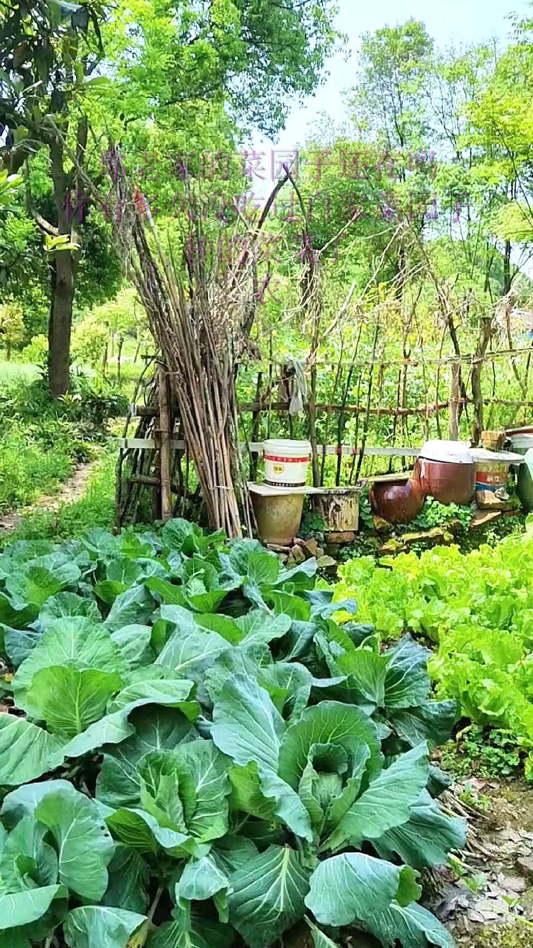 你有多久没吃过自家菜园子种的菜菜了?农