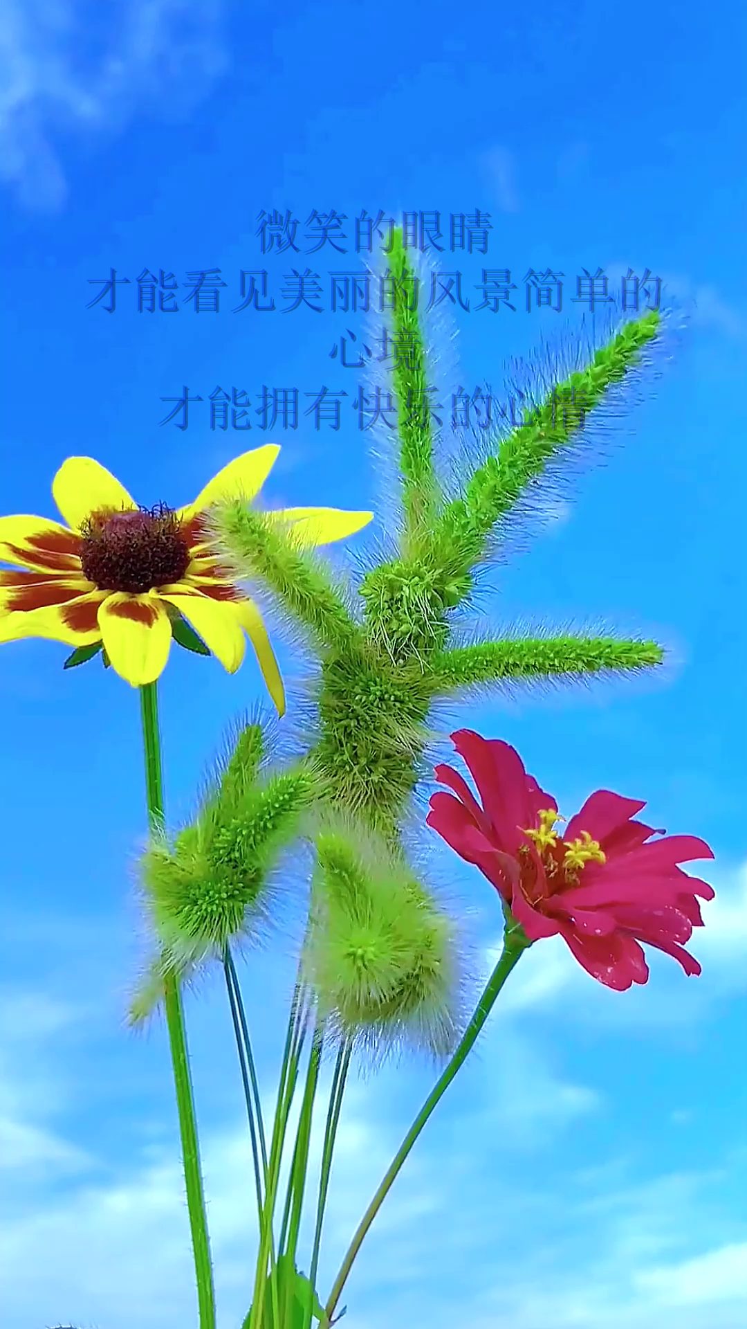 微笑的眼睛,才能看见美丽的风景简单的心境,才能拥有快乐的心情