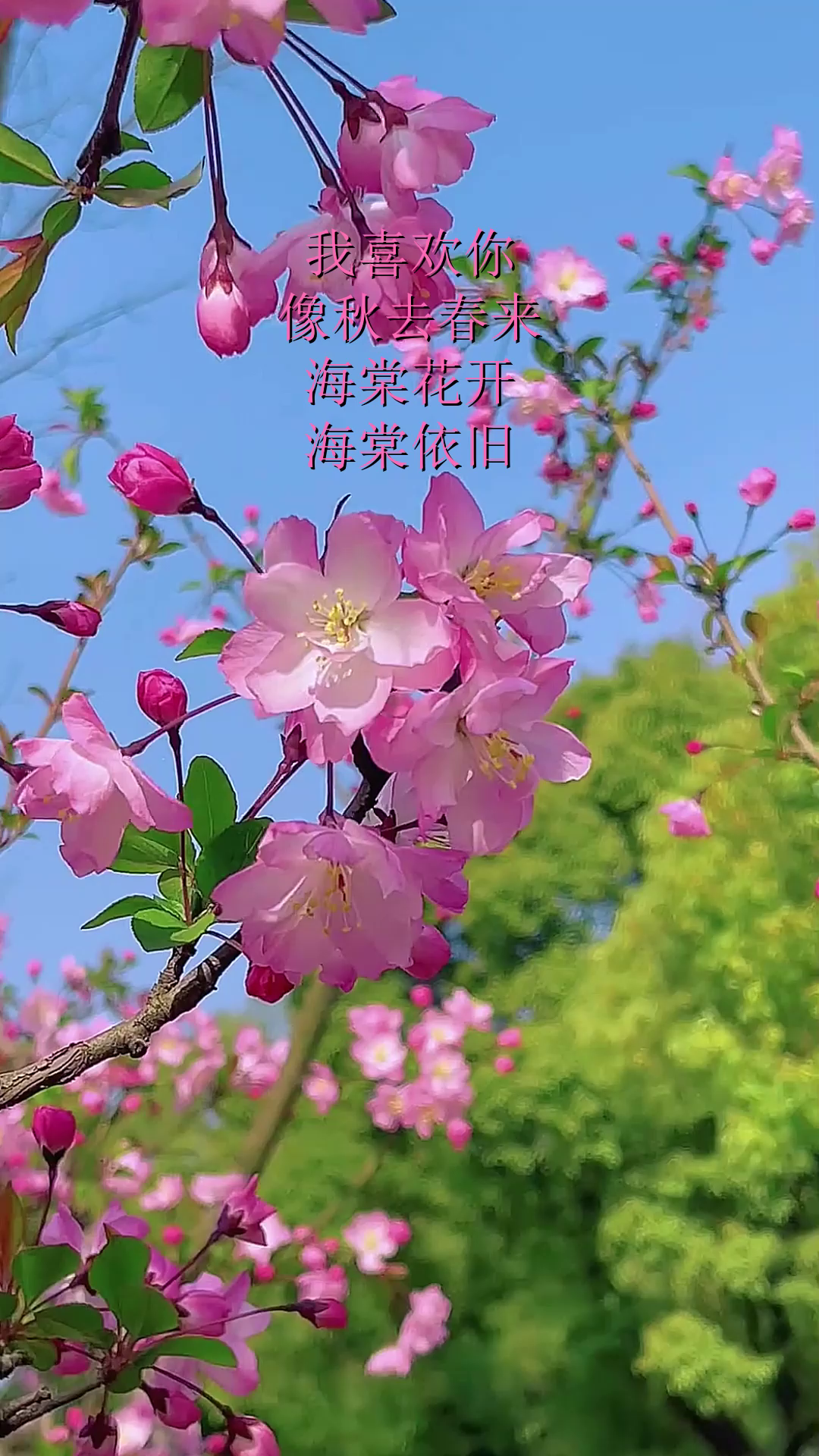 海棠花开朋友圈说说搞笑