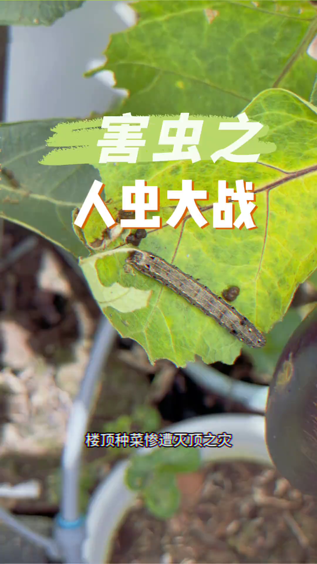 人虫大战我居然输了,史上最强害虫斜纹夜蛾幼虫