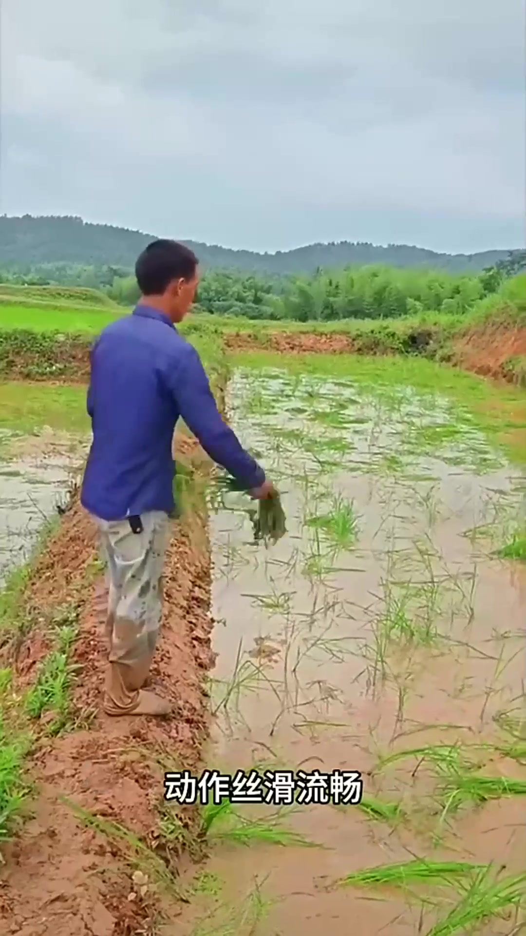 这样抛秧你见过吗