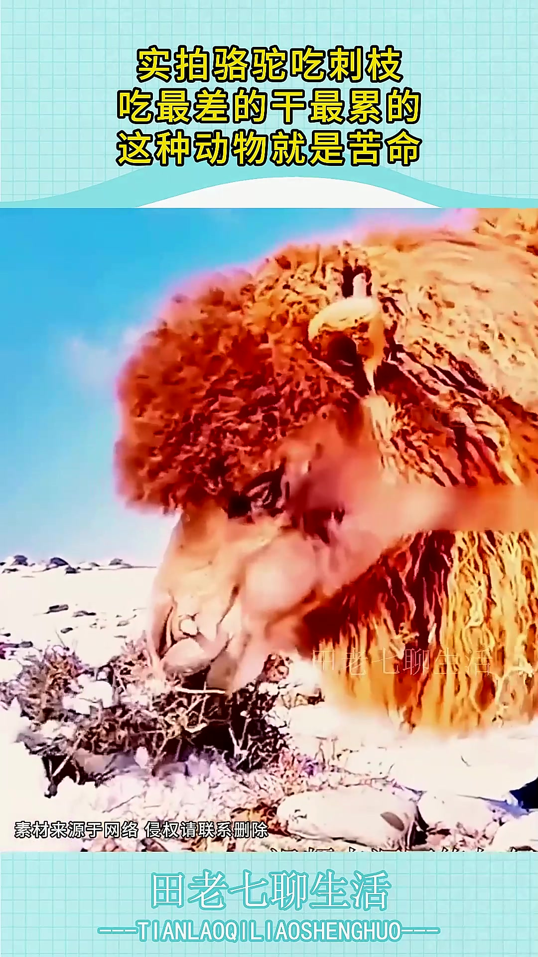 实拍骆驼吃刺枝,吃最差的干最累的,这种动物就是苦命!