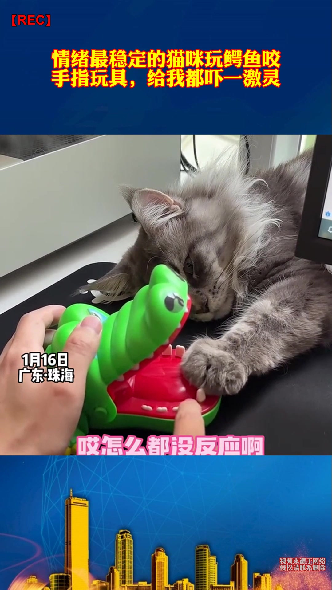 猫被鳄鱼玩具咬表情包图片