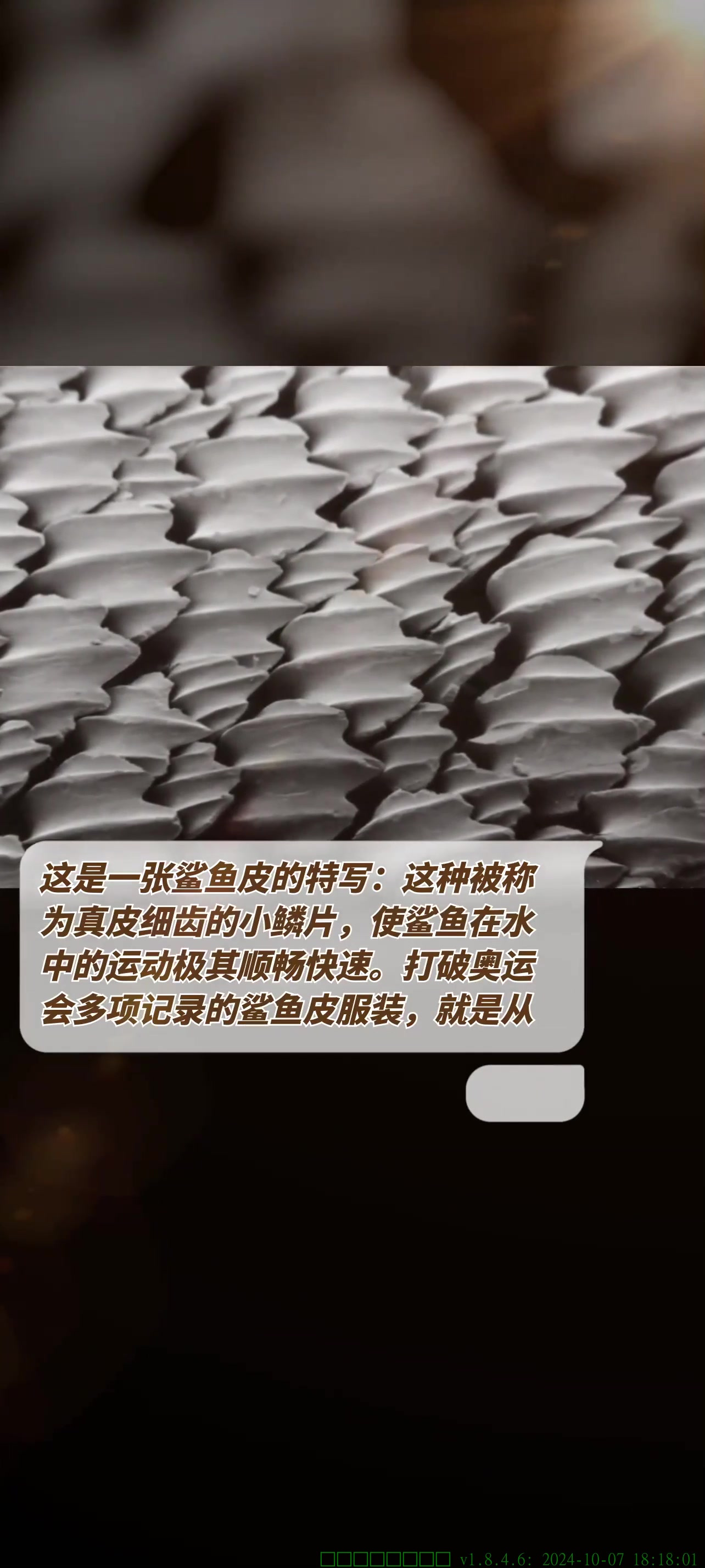 打破奥运会多项记录的鲨鱼皮服装,就是从鲨鱼获得的灵感