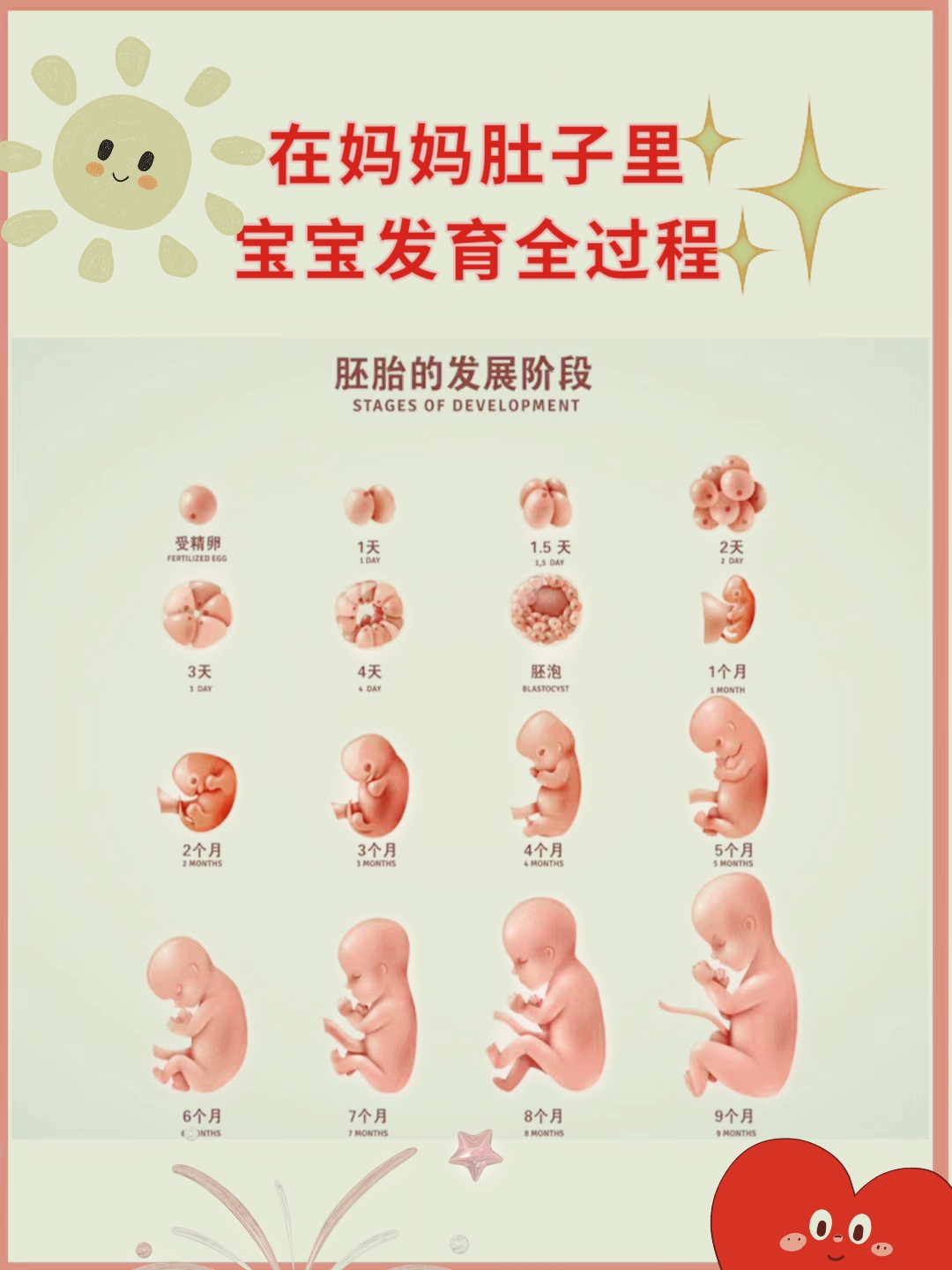 在妈妈肚子里,宝宝发育的全过程 从一个受精卵到一个生命