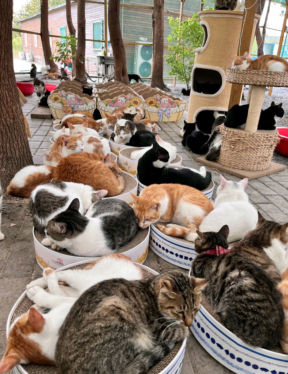 这里方圆几十米之内,应该是没有老鼠出没吧!