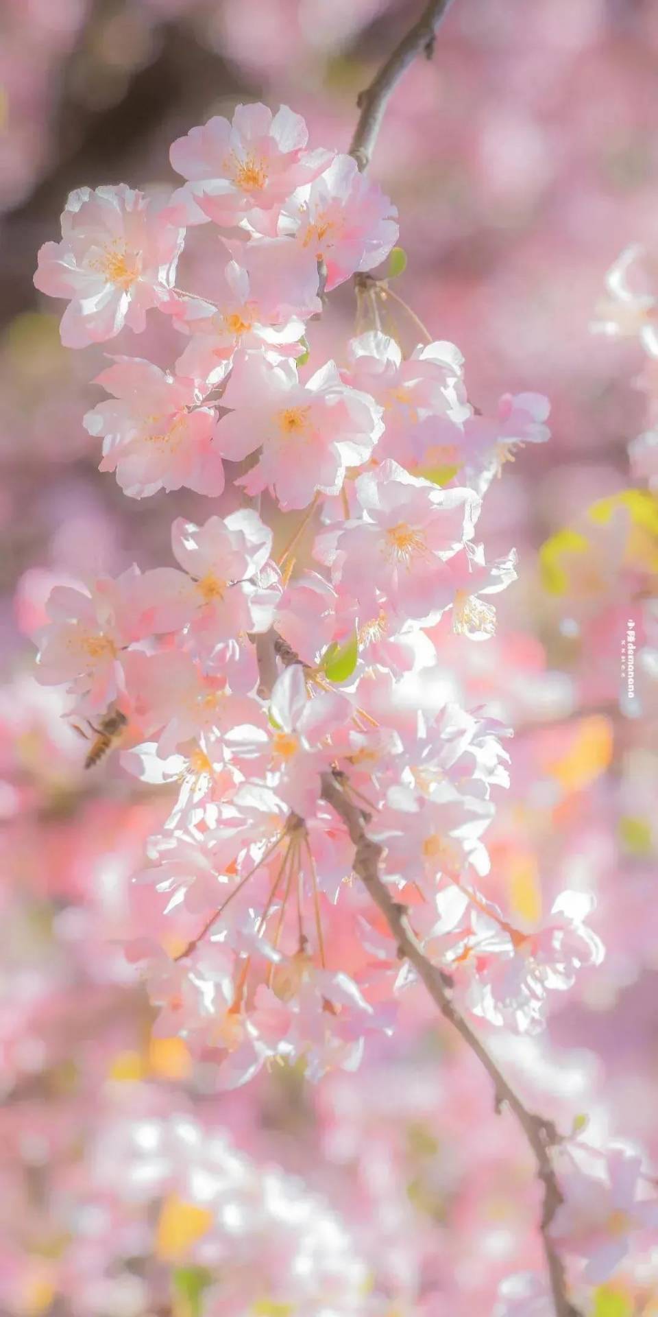 最美桃花 手机壁纸图片