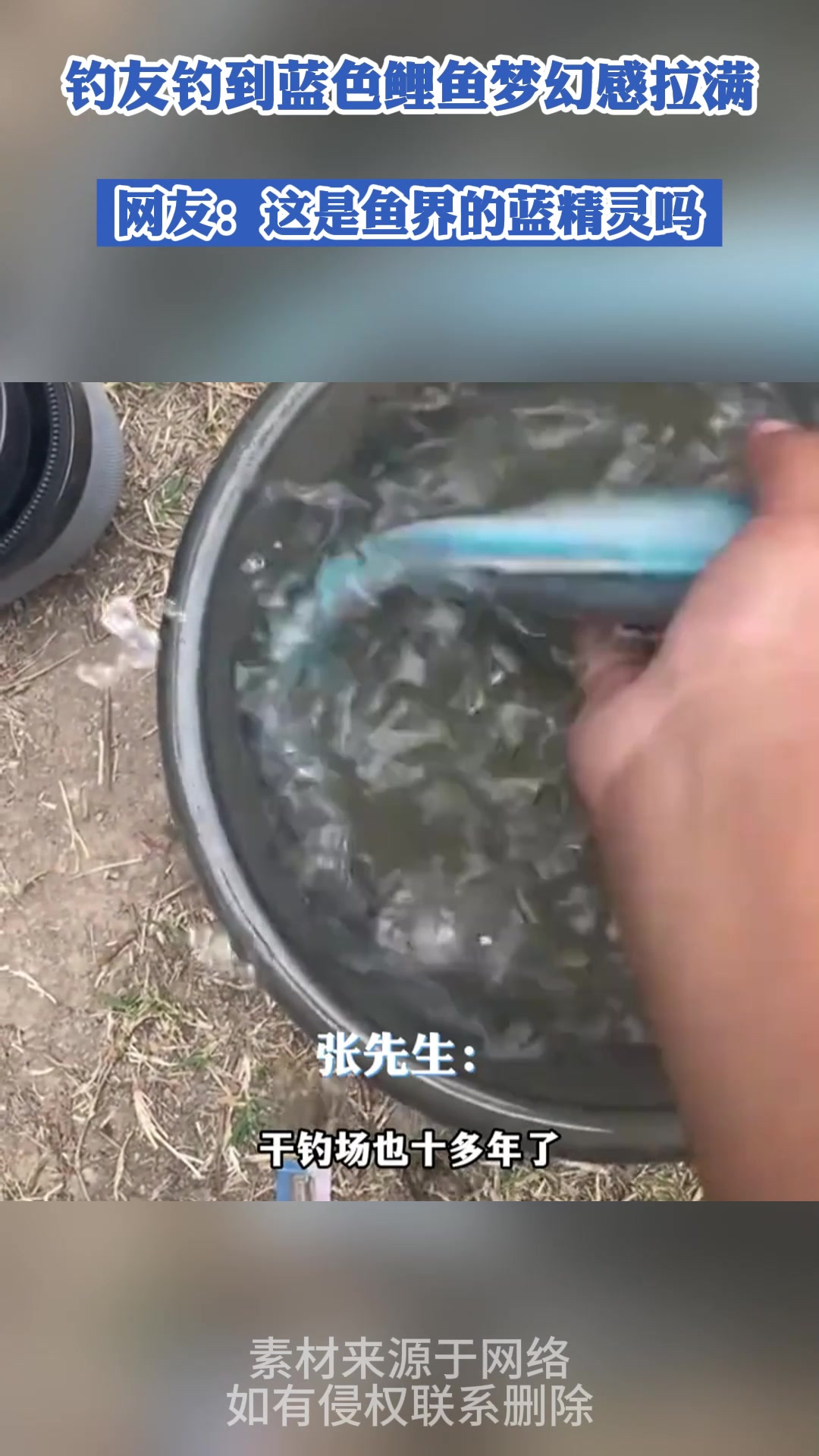 海钓蓝精灵鱼图片