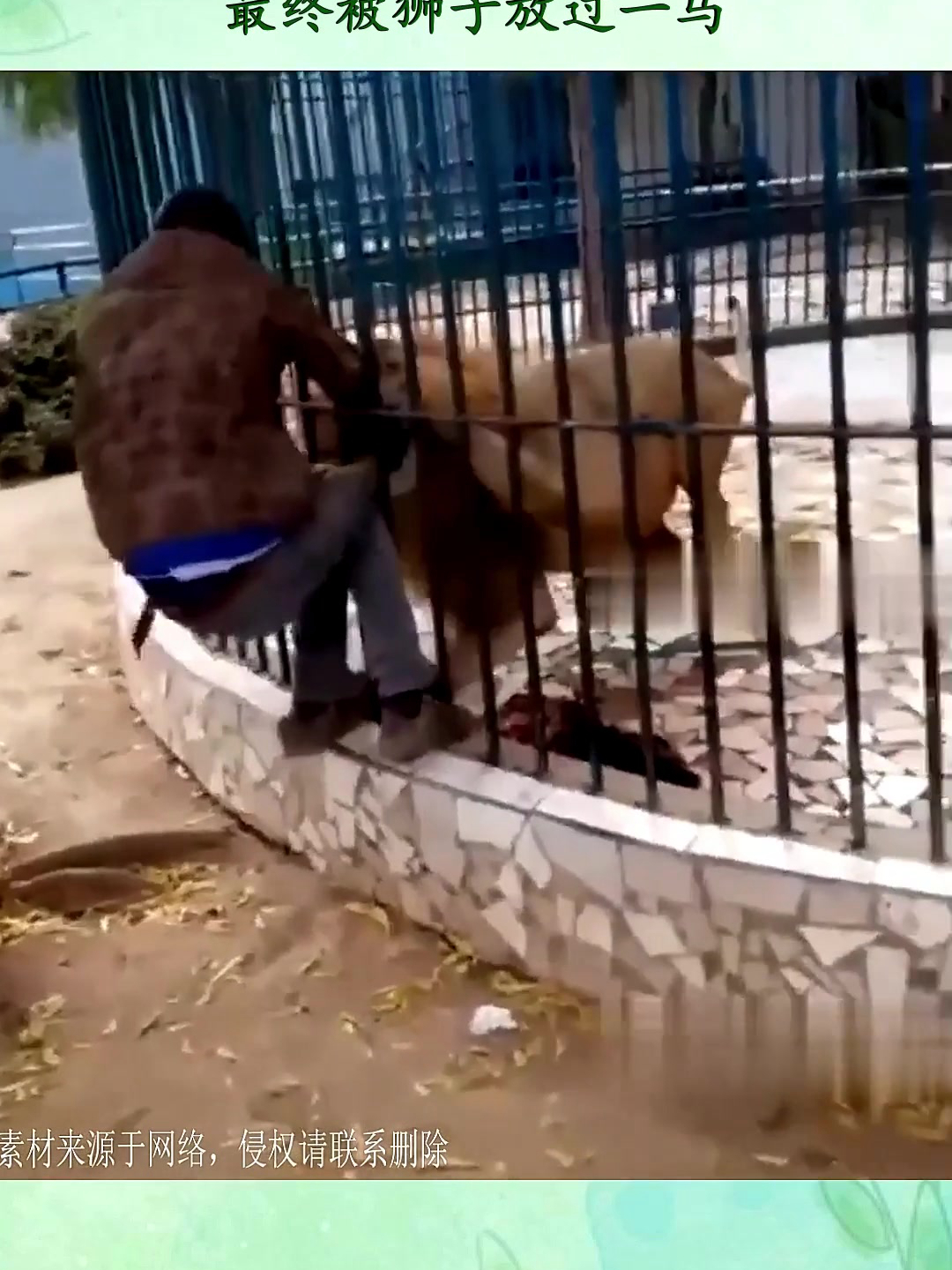 国外动物园狮子咬人,男子拼命喊叫,最终被狮子放过一马